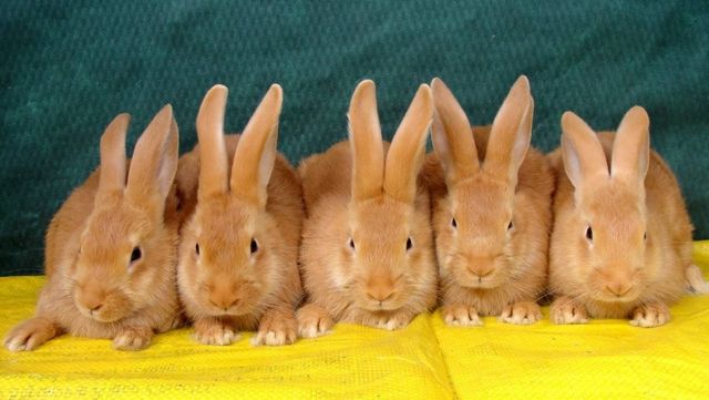 Кролики Бургунці