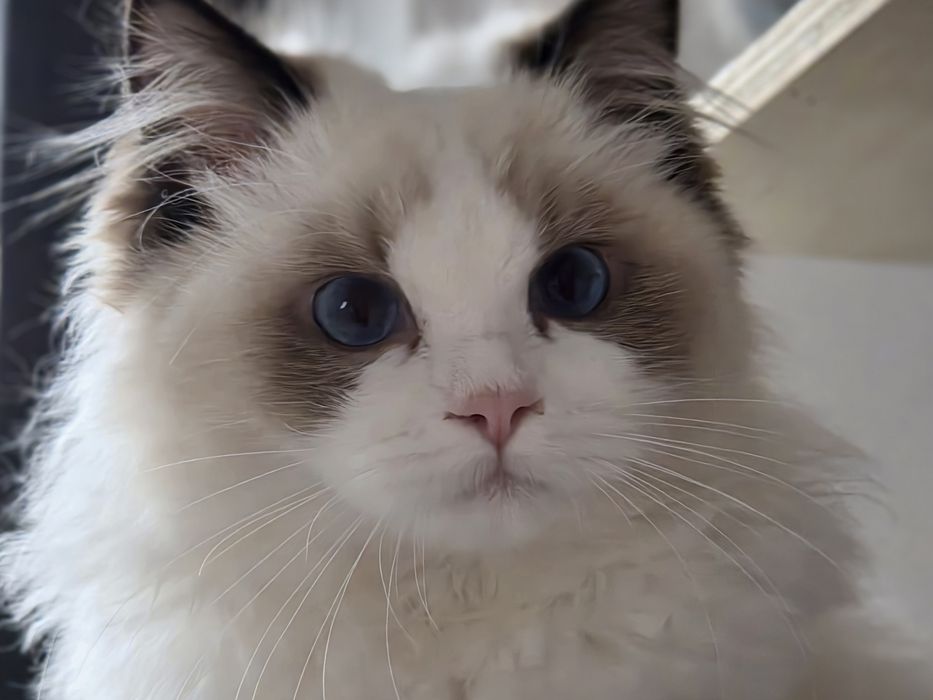 Kotka RAGDOLL rodowód FPL