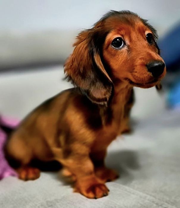 Jamnik kroliczy długowłosy FCI ZkwP