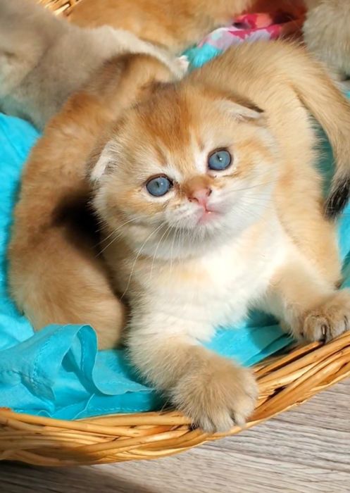 Класснючие ручные малыши, котята золотая шиншилла