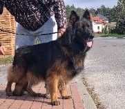 Owczarek niemiecki długowłosy suka