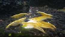 Vendo camarões (Neocaridinas yellow)