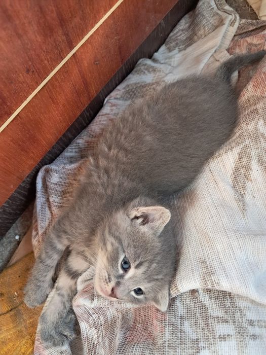 Кошенята сиамські