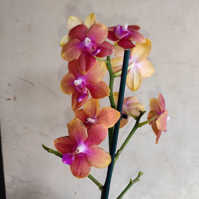 Ароматна орхідея Бронзовий Будда