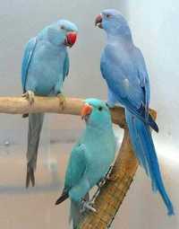 Намистові папужки синього кольору