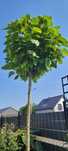Catalpa na pniu 2 metry, katalpa nana surmia 200 cm