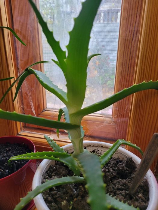 Продам алоэ (столетник)