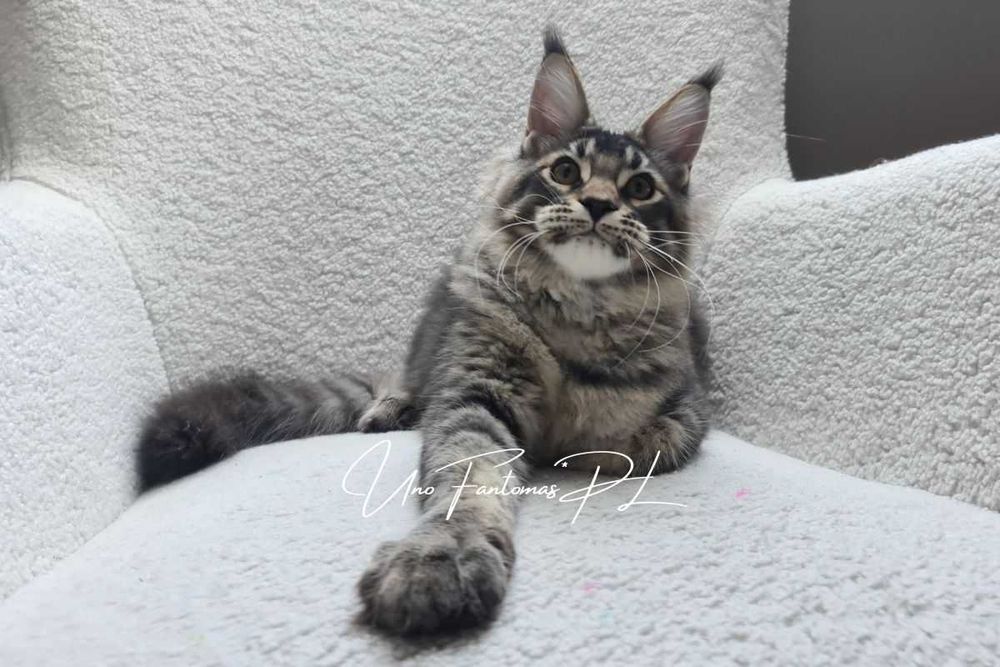 UNO Fantomas*PL - Maine Coon - rodowód FPL / FILMIK, już do odbioru !