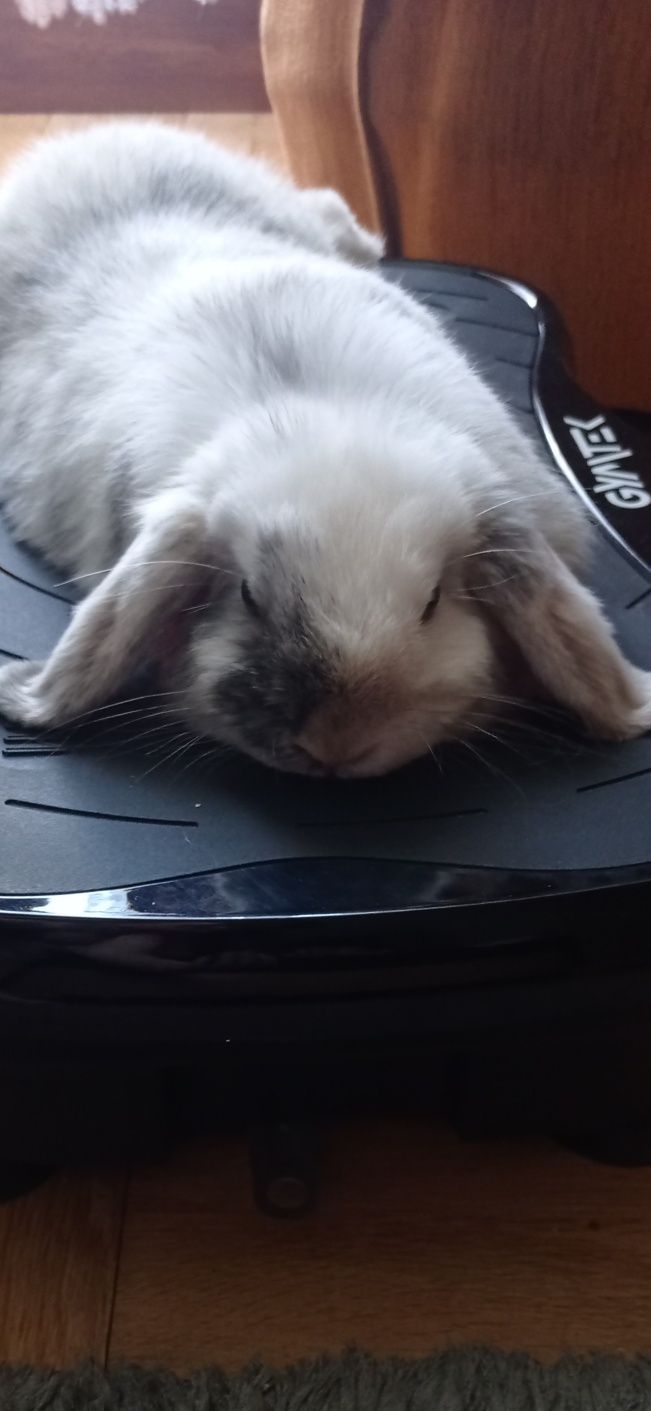 Sprzedam królika miniaturkę Mini Loop