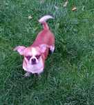 Chihuahua chłopiec