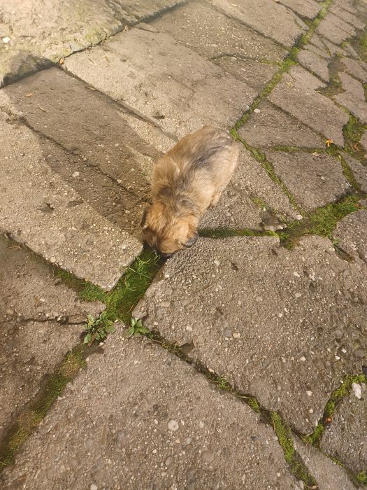 York mix maltańczyk 8 tyg