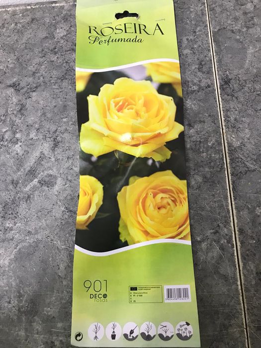 Roseiras En rais nua