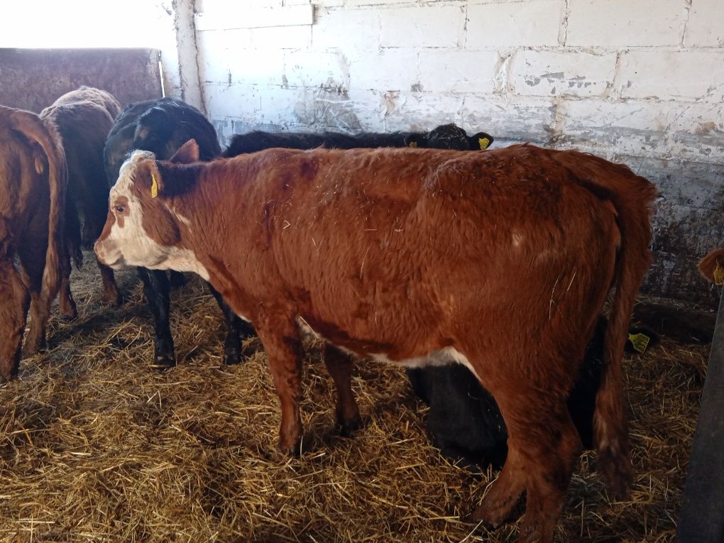 Jałówki odsadki mięsne simental Charoleise angus limousine