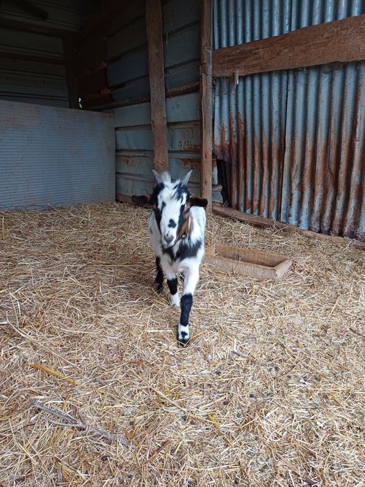 Cabrito anão 4 meses