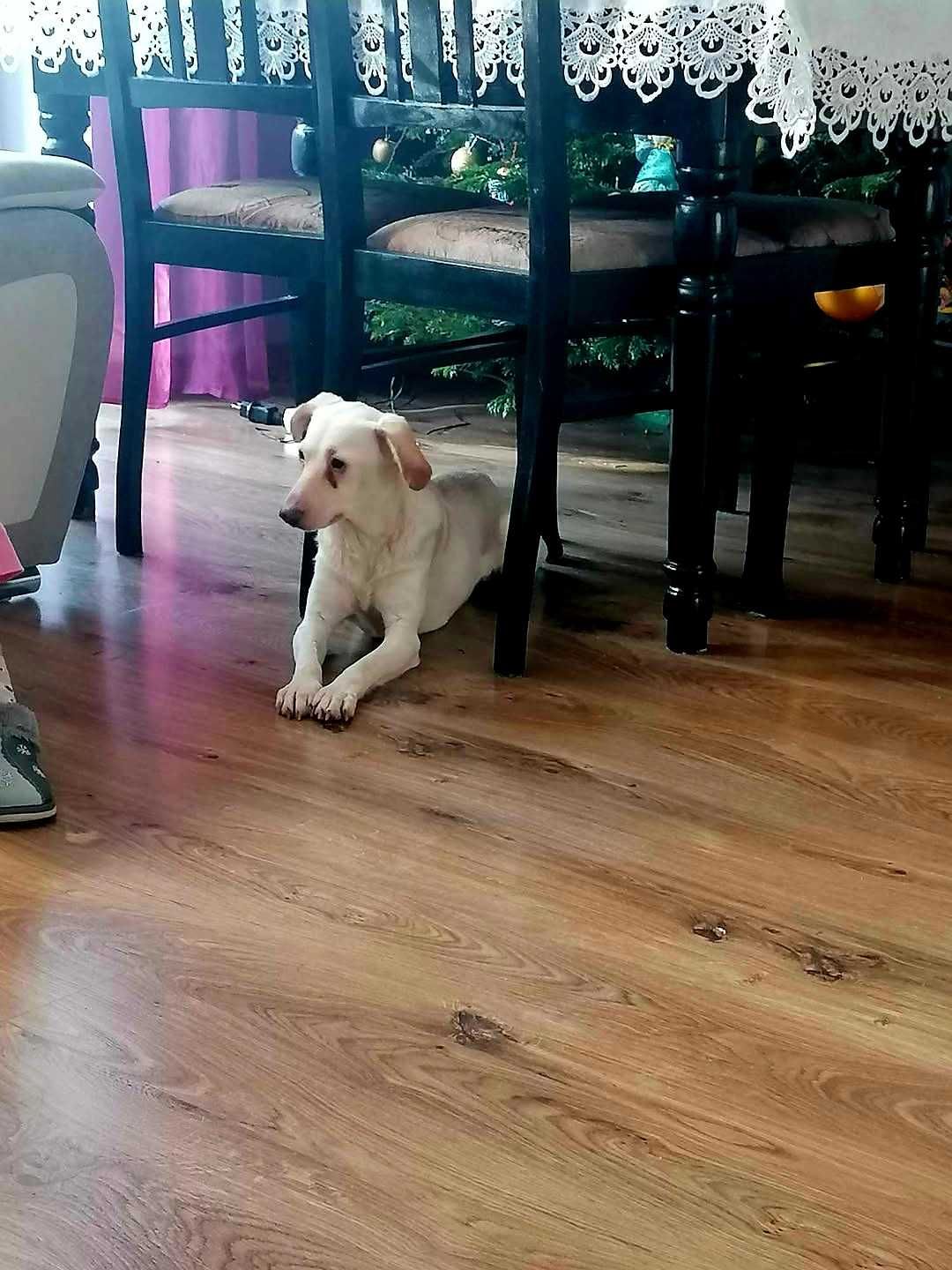 W typie charta wloskiego okolo 8 lata Adopcja
