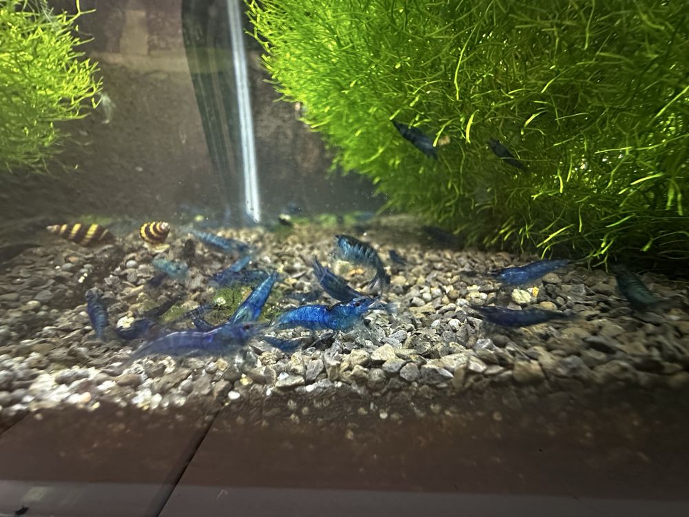 Neocaridina blue dream