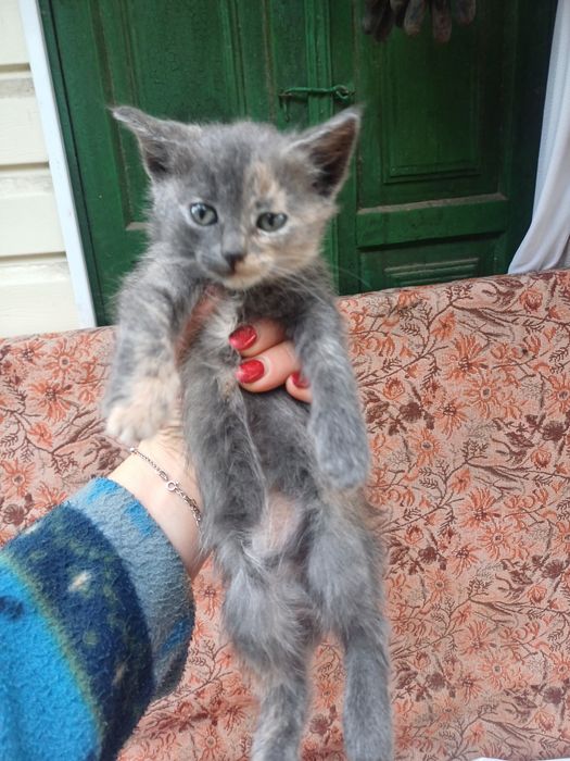 Віддам котенятко в добрі руки