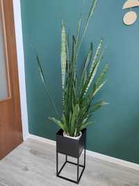 Wężownica sansevieria 140cm