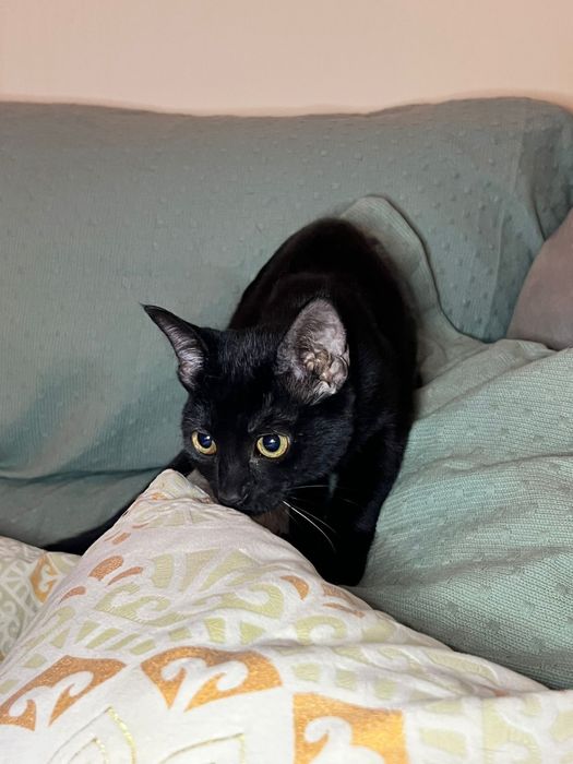 Gatinha para adoção responsável