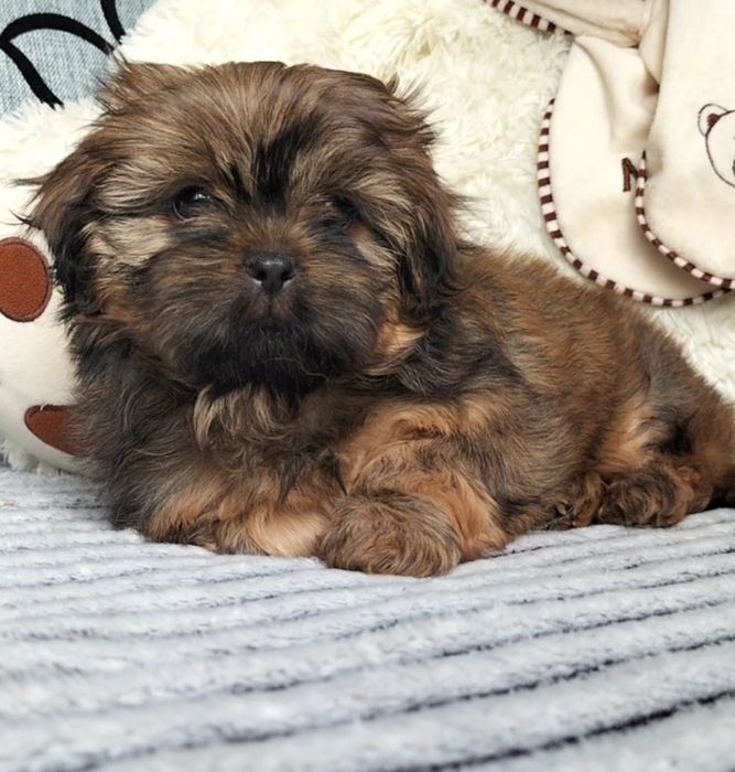 Shih Tzu śliczny piesek