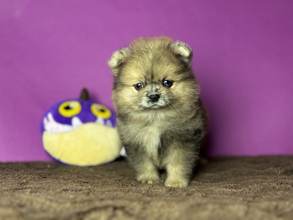 Дівчинка леді шпіц