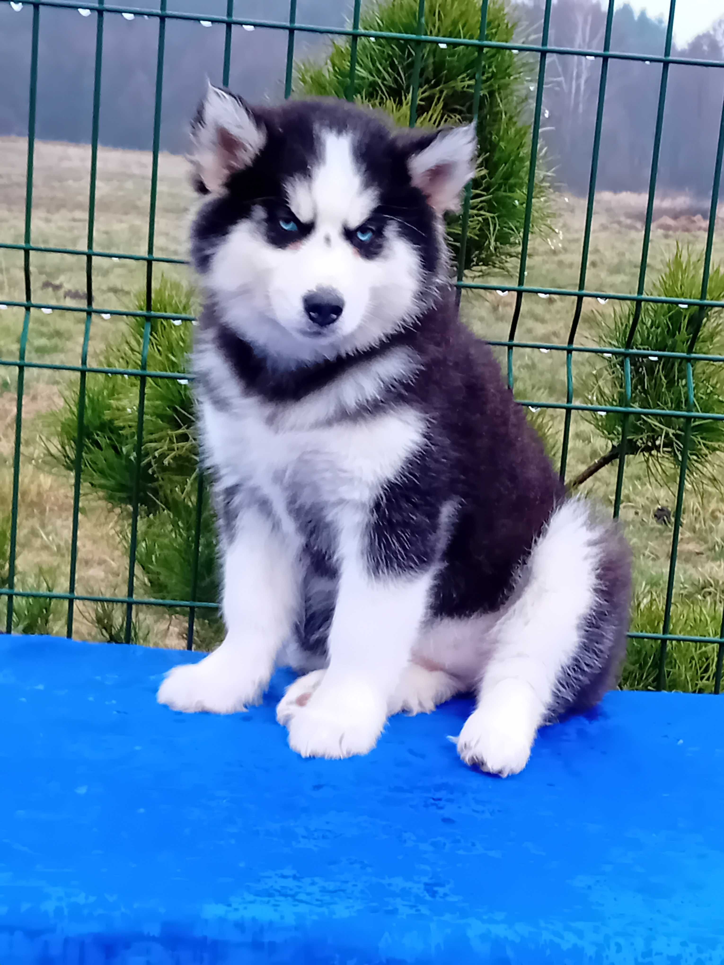 Husky syberyjski piesek