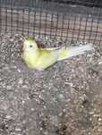 Vendo Red Rumped