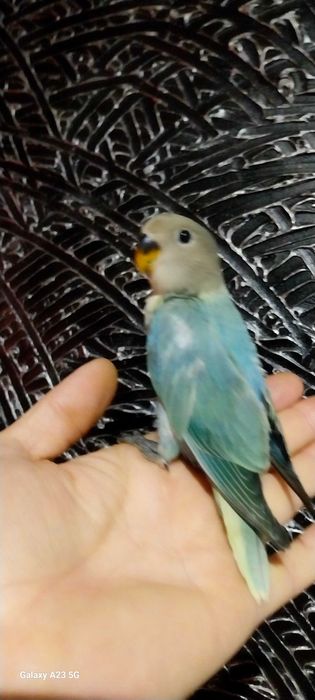 Agapone / agapornis domesticado