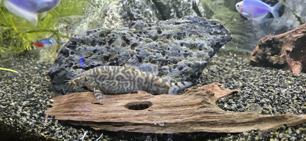 Bocja siatkowana zamienię