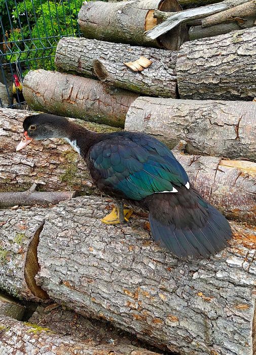 Kaczki piżmówki i mix staropolskie/dworka 2025r