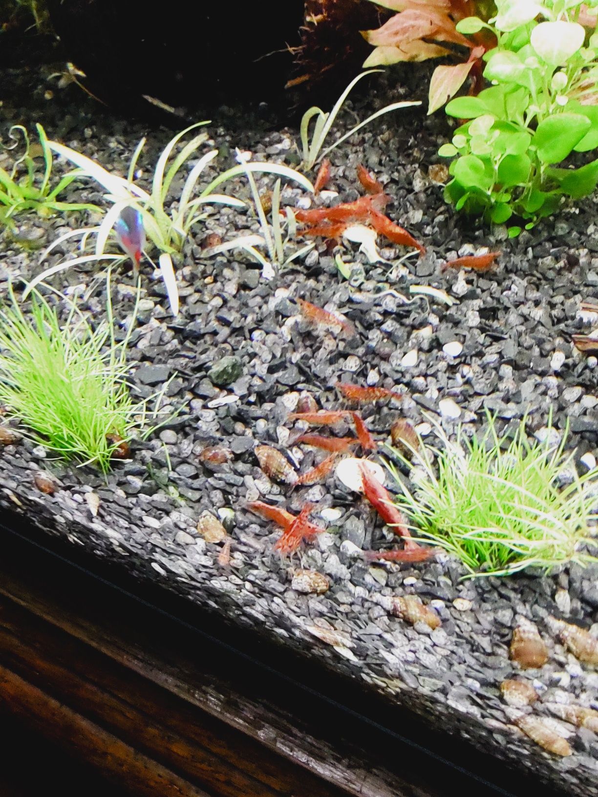 Krewetki Red Cherry