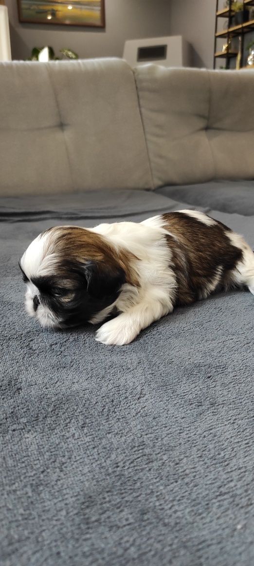 Piesek Shih Tzu tricolor