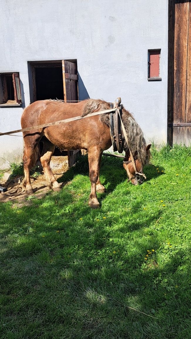 Polski koń zimnokrwisty