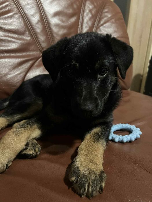 Oddam szczeniaka owczarek/lablador