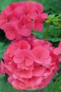 Pelargonia rabatowa- sadzonki z różowymi kwiatami