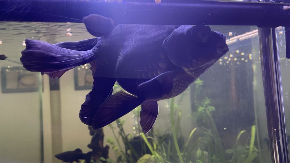 Peixes telescopios