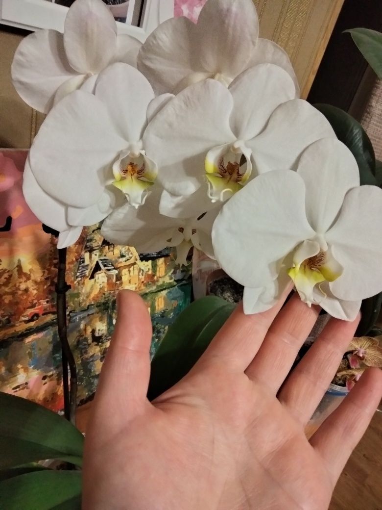 Орхидея стандарт