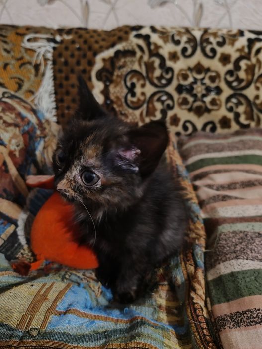 Кошка и котята девочки