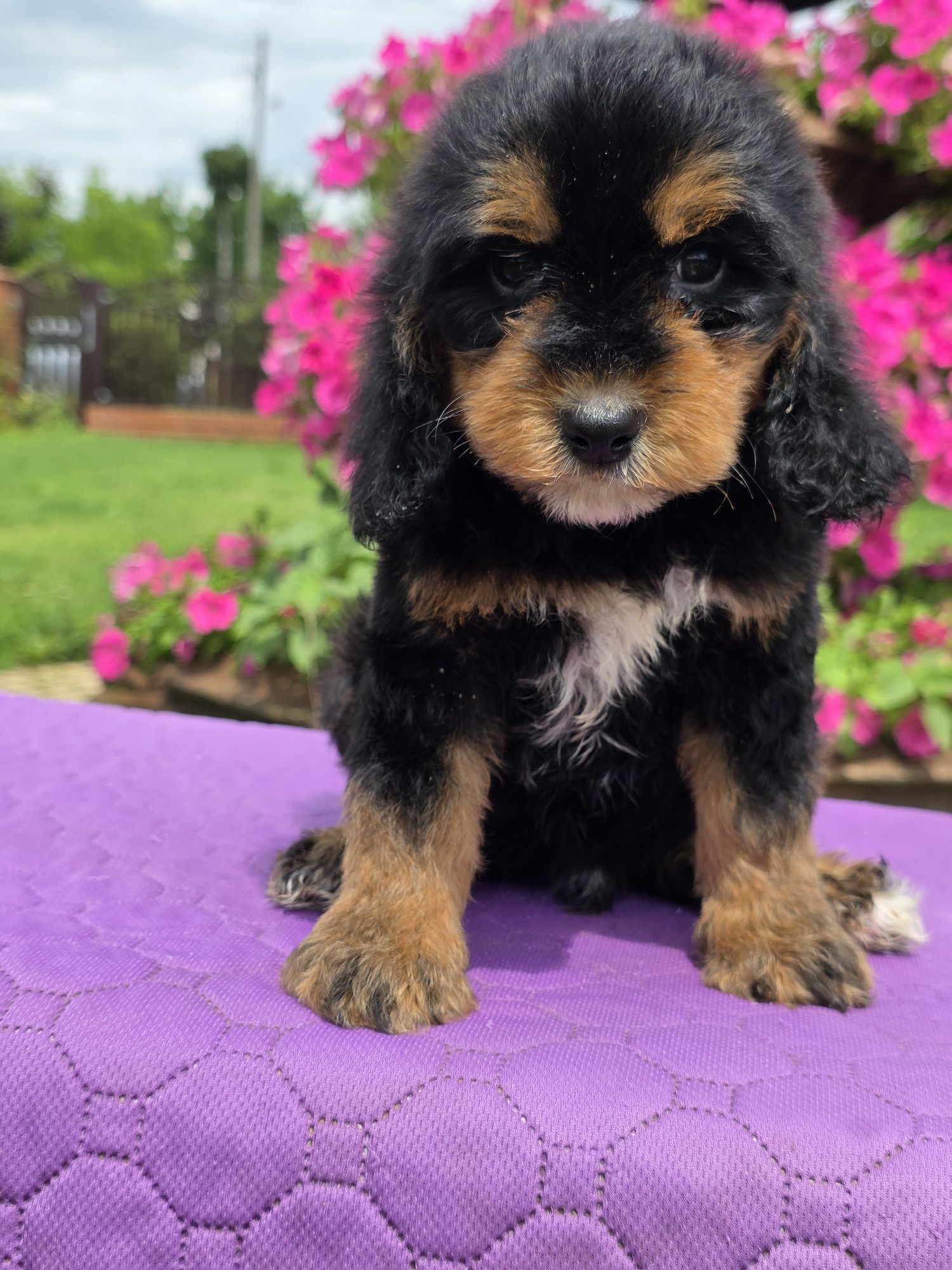Cockapoo śliczny chlopiec Xawery