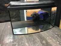 Akwarium 60 x 24-30 x 33