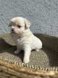 Chihuahua excelente linhagem