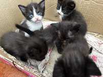 Gatinhos Para ADOÇÃO