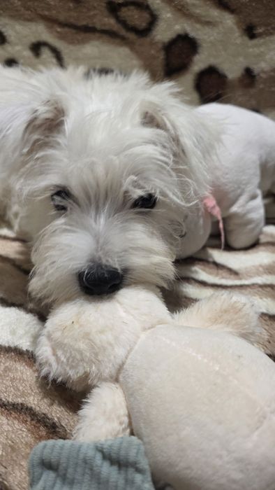 Ostatni śliczny piesek West Highland White Terrier