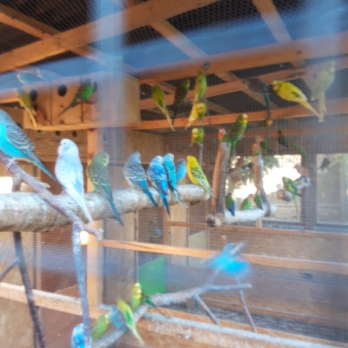 Papugi faliste z 2025r