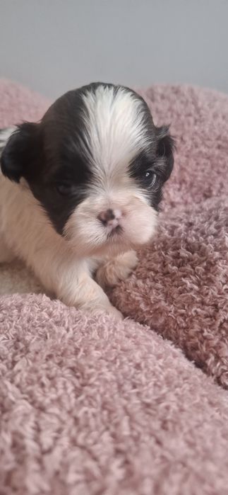 ZAREZERWONANA Sunia rasy shih tzu tricolor