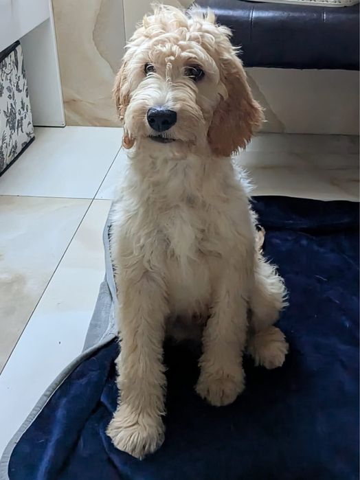 Irishdoodle&Goldendoodle - Badania genetyczne