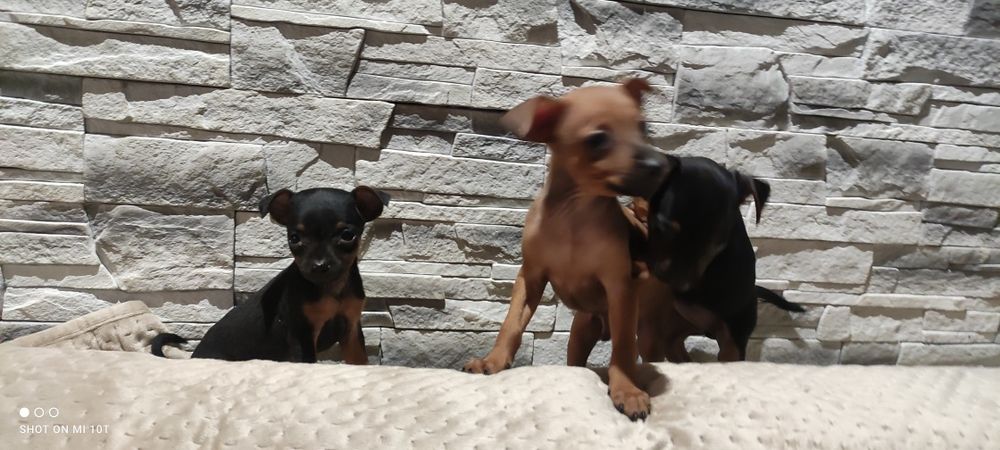 Pinczer miniatura z metryką