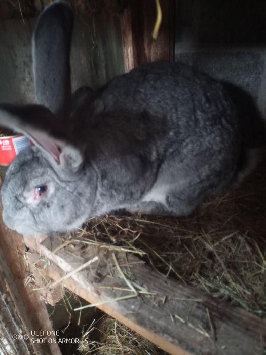 Króliki dorosłe duże