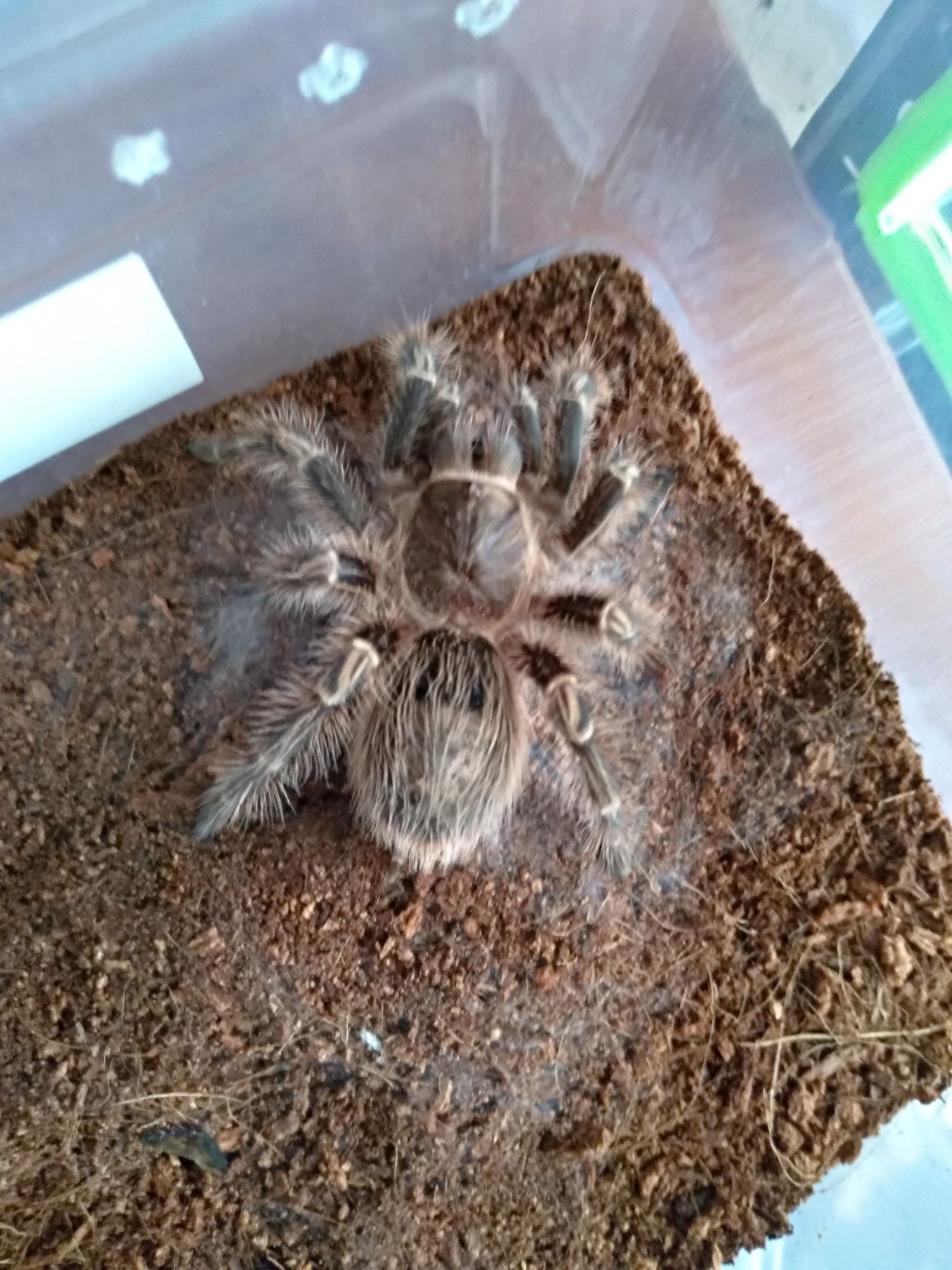 Brachypelma hamorii, Grammostola pulchripes,Davus pantaloris