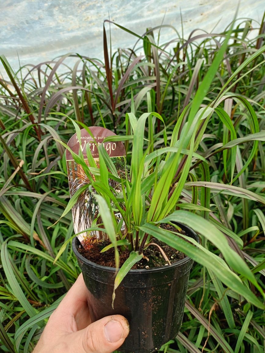 Mięta melisa sadzonki w doniczkach 10cm wiele innych roślin